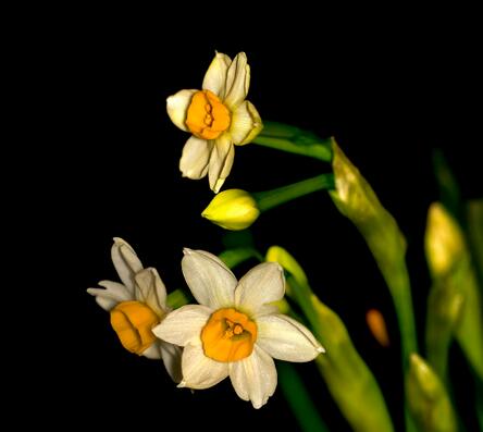 水仙花對家居環境的影響？水仙花的養殖方法？【圖】