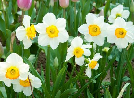 水仙花對家居環境的影響？水仙花的養殖方法？【圖】