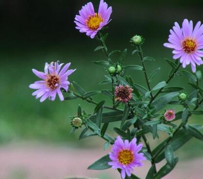 荷蘭菊怎么養?荷蘭菊的養殖方法【圖】
