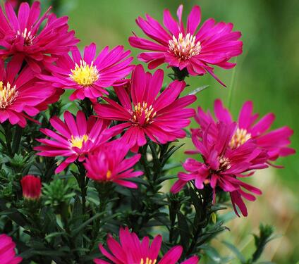 荷蘭菊怎么養?荷蘭菊的養殖方法【圖】