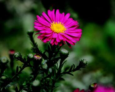 荷蘭菊怎么養?荷蘭菊的養殖方法【圖】