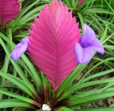 鐵蘭花朵變綠是啥原因?鐵蘭的養(yǎng)殖方法和注意事項(xiàng)?【圖】