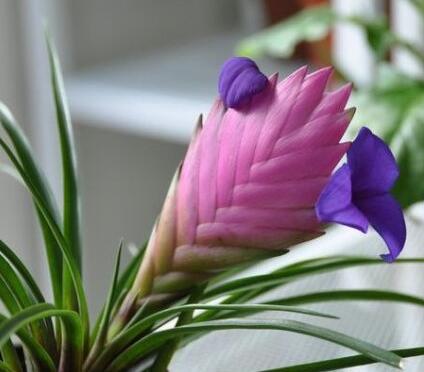 鐵蘭花朵變綠是啥原因?鐵蘭的養(yǎng)殖方法和注意事項(xiàng)?【圖】