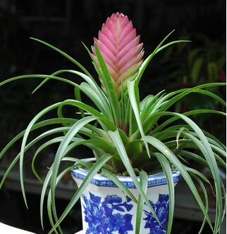 鐵蘭花朵變綠是啥原因?鐵蘭的養(yǎng)殖方法和注意事項(xiàng)?【圖】