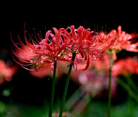 石蒜的功效與作用是什么?石蒜的花語?【圖】