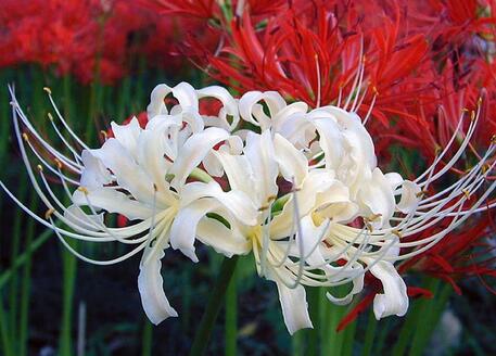 石蒜的功效與作用是什么?石蒜的花語?【圖】