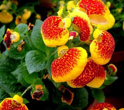 荷包花的養殖方法?荷包花的花語?【圖】