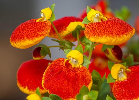 荷包花的養殖方法?荷包花的花語?【圖】