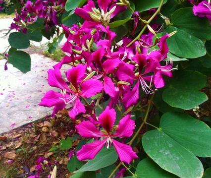 紫荊和紅花羊蹄甲區(qū)別?羊蹄甲怎么種?【圖】