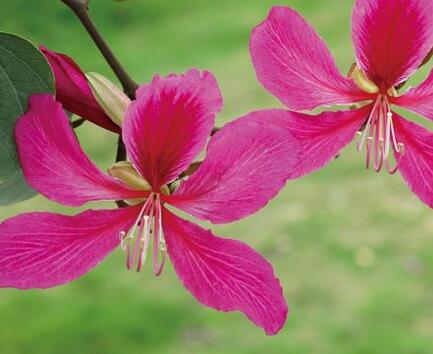 紫荊和紅花羊蹄甲區(qū)別?羊蹄甲怎么種?【圖】