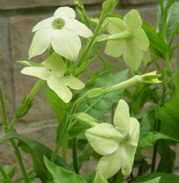 花煙草的形態(tài)特征?花煙草的栽培技術(shù)?【圖】