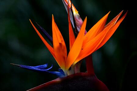 鶴望蘭的形態特征?鶴望蘭的繁殖方式?【圖】