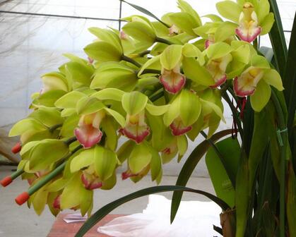 大花蕙蘭的生殖特性?大花蕙蘭的栽培要點?【圖】