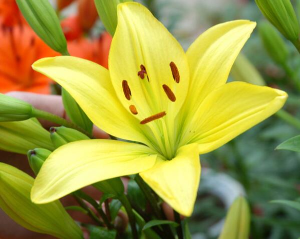 百合的繁殖方式?百合的花語?【圖】