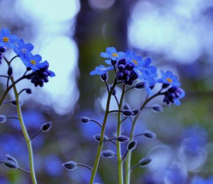 勿忘我的繁殖方法?勿忘我的花語?【圖】