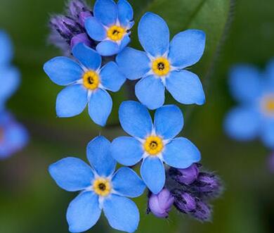 勿忘我的繁殖方法?勿忘我的花語?【圖】