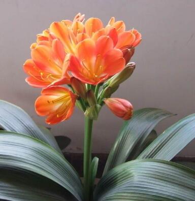 君子蘭的養殖方法和注意事項大全?【圖】