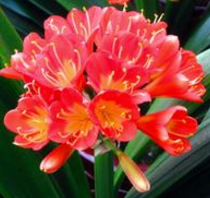 君子蘭的養殖方法和注意事項大全?【圖】