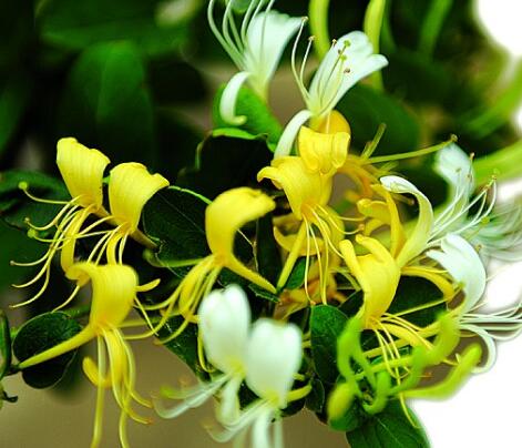 金銀花的功效與作用?金銀花的花語？【圖】