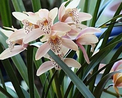 蘭花怎么養(yǎng)?蘭花的花語？【圖】