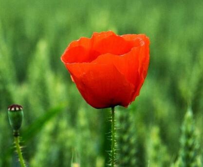 罌粟花的傳說?罌粟花的花語？【圖】