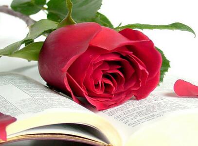 玫瑰的種植方法?玫瑰花的花語？【圖】