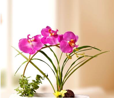 蝴蝶蘭的養殖方法和注意事項?蝴蝶蘭的花語？【圖】