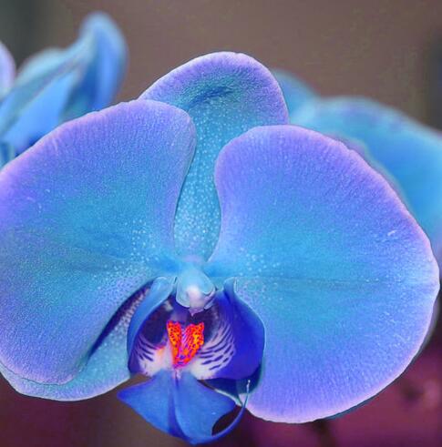 蝴蝶蘭的養殖方法和注意事項?蝴蝶蘭的花語？【圖】