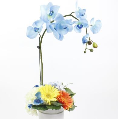 蝴蝶蘭的養殖方法和注意事項?蝴蝶蘭的花語？【圖】