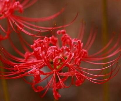 彼岸花的花語?彼岸花的佛教內(nèi)涵？【圖】