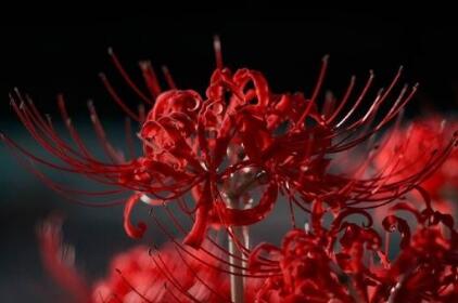 彼岸花的花語?彼岸花的佛教內(nèi)涵？【圖】