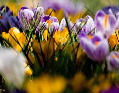 藏紅花的功效與作用?藏紅花可以每天喝嗎？【圖】