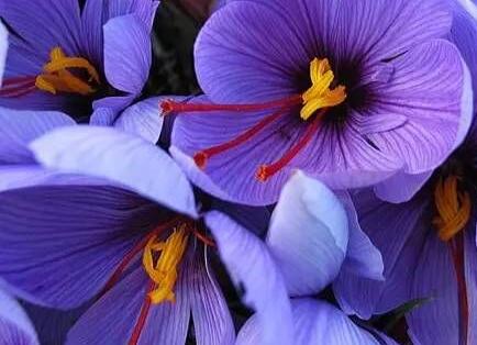 藏紅花的功效與作用?藏紅花可以每天喝嗎？【圖】