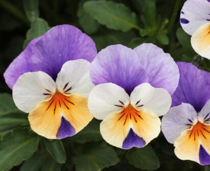 三色堇的功效與作用?三色堇的花語？【圖】