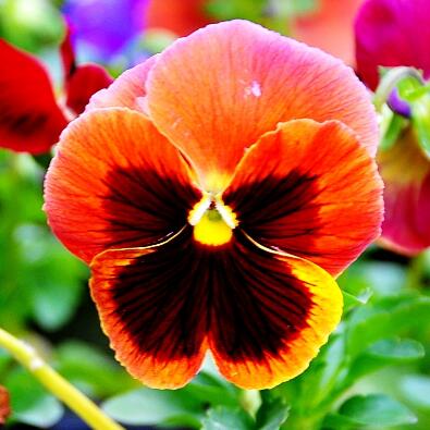 三色堇的功效與作用?三色堇的花語？【圖】