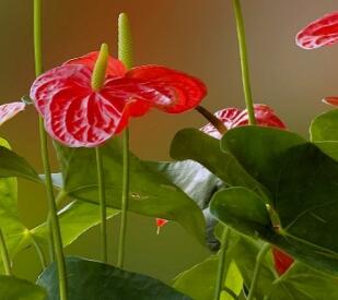 紅掌的養(yǎng)殖方法和注意事項(xiàng)？紅掌葉子發(fā)黃焦邊干枯是怎么回事?【圖】