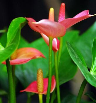 紅掌的養(yǎng)殖方法和注意事項(xiàng)？紅掌葉子發(fā)黃焦邊干枯是怎么回事?【圖】