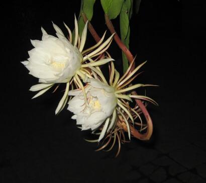 曇花的傳說？曇花的養殖方法？【圖】