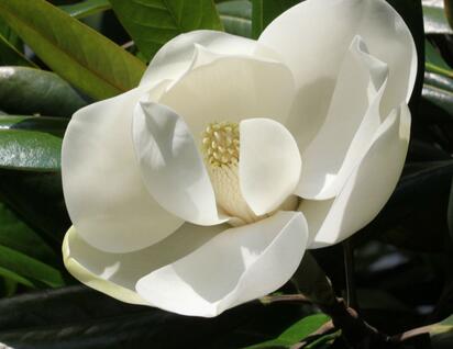 木蘭花的花語？木蘭花的栽培技術？【圖】