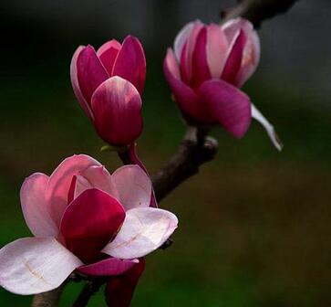 木蘭花的花語？木蘭花的栽培技術？【圖】