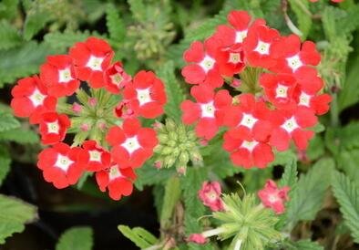 美女櫻的養殖方法？美女櫻繁殖方法：？【圖】