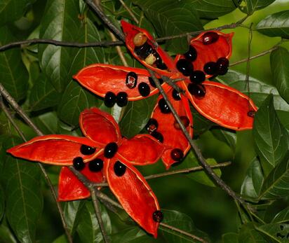 蘋婆的繁殖方法？美女櫻繁殖方法：？【圖】