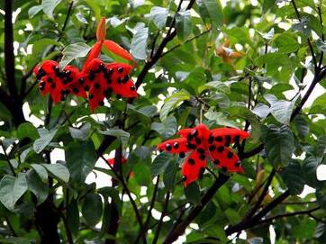 蘋婆的繁殖方法？美女櫻繁殖方法：？【圖】