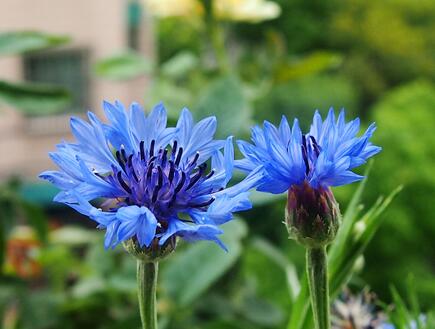 矢車菊的花語？矢車菊的功效與作用？【圖】