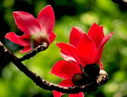 木棉花的花語？木棉的象征意義？【圖】