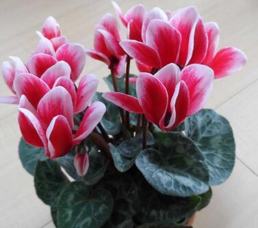 仙客來的養殖方法和注意事項？仙客來葉子發黃？【圖】