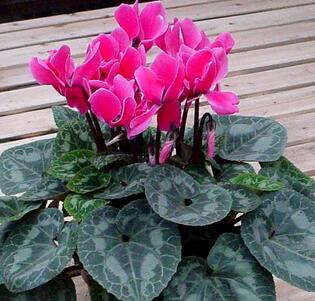 仙客來的養殖方法和注意事項？仙客來葉子發黃？【圖】