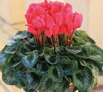 仙客來的養殖方法和注意事項？仙客來葉子發黃？【圖】