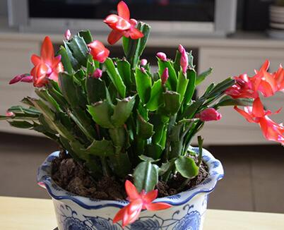 蟹爪蘭的養(yǎng)殖方法？蟹爪蘭養(yǎng)殖之繁殖？【圖】