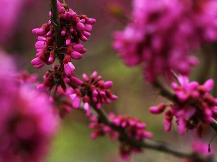 紫荊形態(tài)特征和生態(tài)習(xí)性？紫荊養(yǎng)殖之繁殖？【圖】